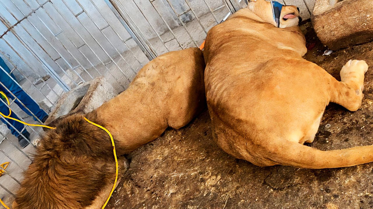 Trasladan a zoológico a pareja de leones africanos rescatados en Puebla