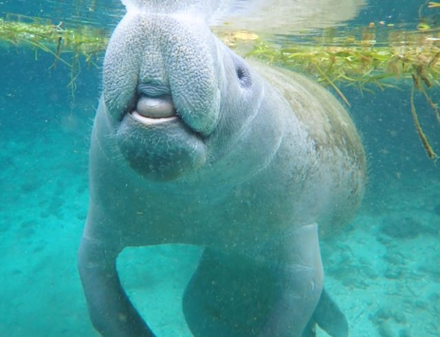 Temporada de manatíes en Florida ofrece una experiencia inolvidable