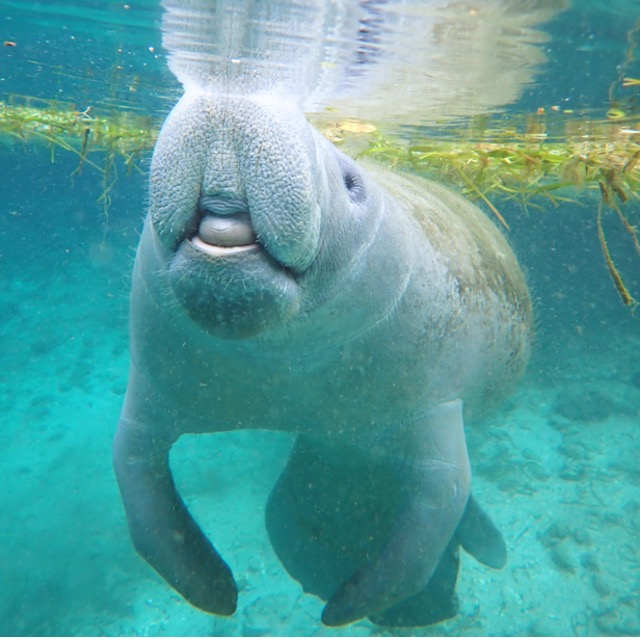 Temporada de manatíes en Florida ofrece una experiencia inolvidable