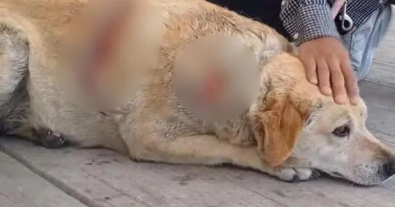 Atacan a machetazos a perrita ‘Gordita’ en Cuatlancingo, Puebla