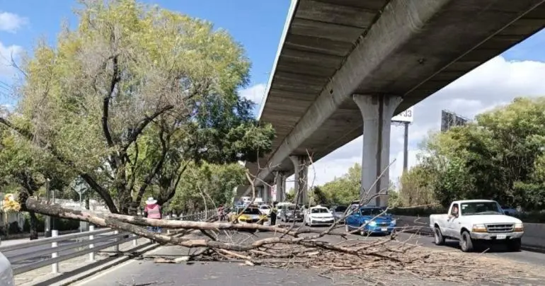 Caída de árbol por vientos fuertes afecta tránsito en Periférico Sur