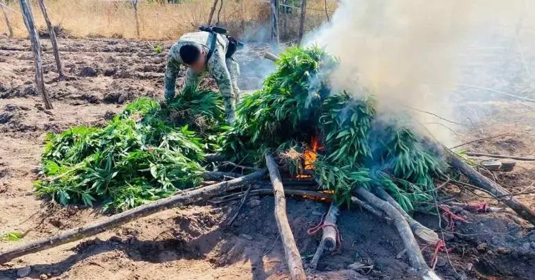 Marina destruye más de 350 kilos de marihuana en Sinaloa