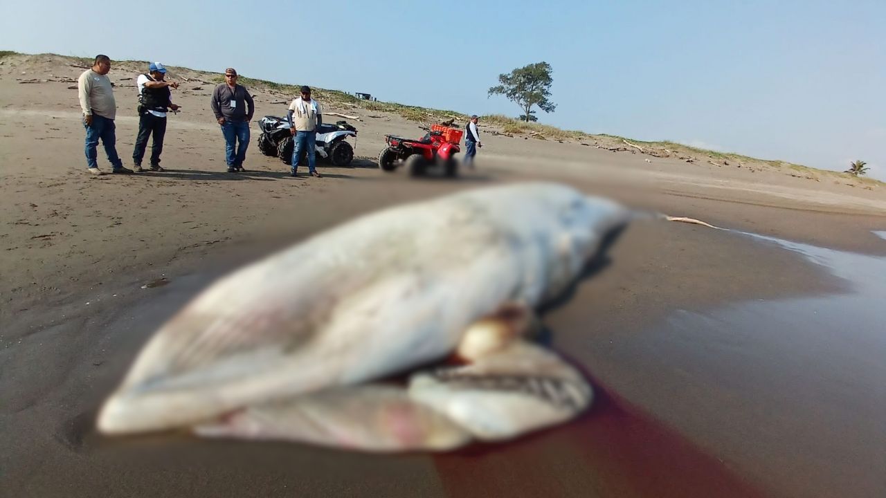 Hallan ballena muerta en Nautla, Veracruz: investigan causas y riesgo ambiental