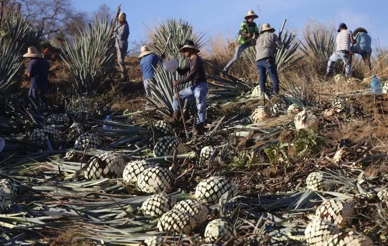 La industria del tequila en México define estrategias para afrontar aranceles de Trump