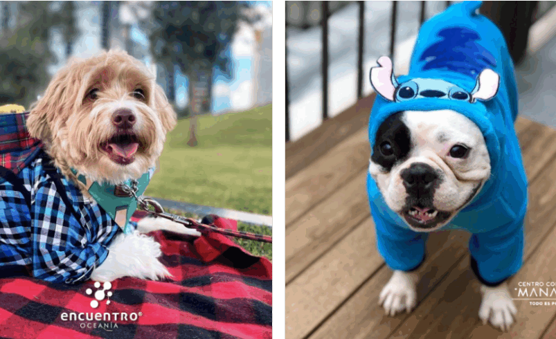 Celebra el Día del Perro en los mejores lugares y consiéntelo como se merece