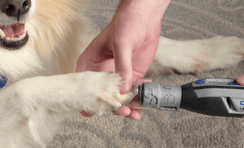 Bosch: la tecnología puede prevenir el dolor de las mascotas