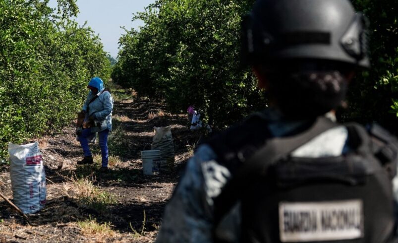 Harfuch confirma detención de Rigoberto “N”, extorsionador de limoneros en Michoacán